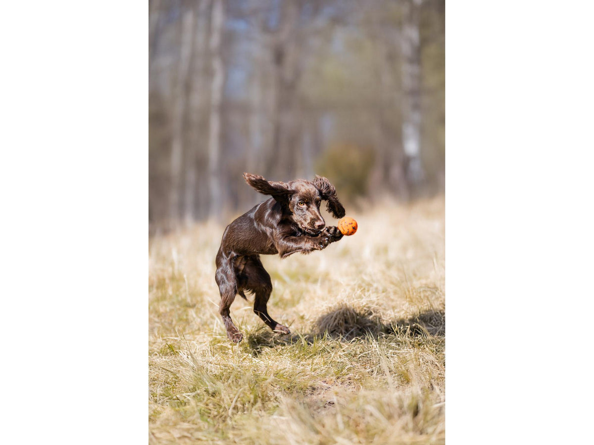 Non-stop dogwear Dog ball hundeball – Oransje/svart