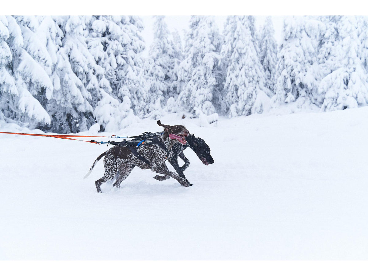 Non-stop dogwear Bungee leash double kjørestrikk for to hunder – Svart/oransje