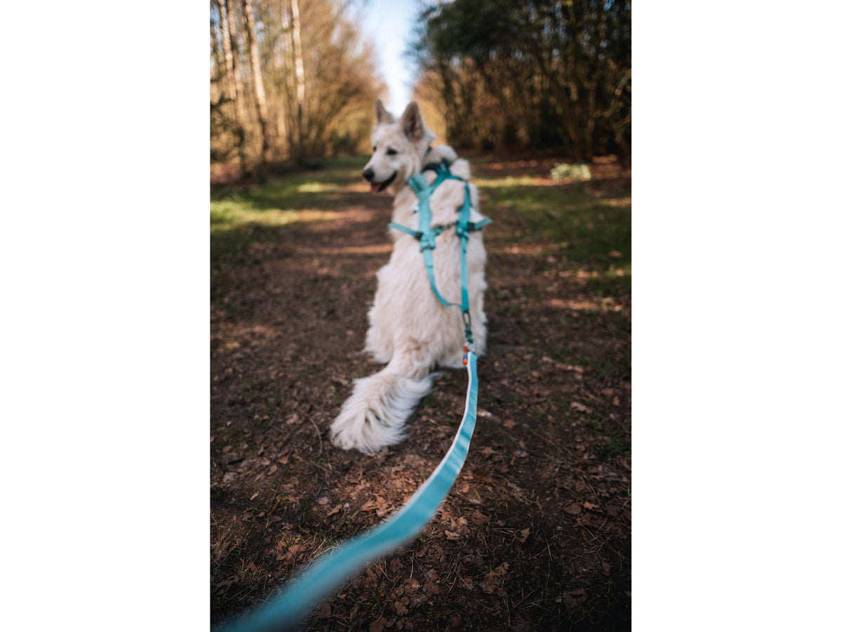 Non-stop dogwear Bungee leash kjørestrikk – Svart/oransje – modellen vist i annen farge