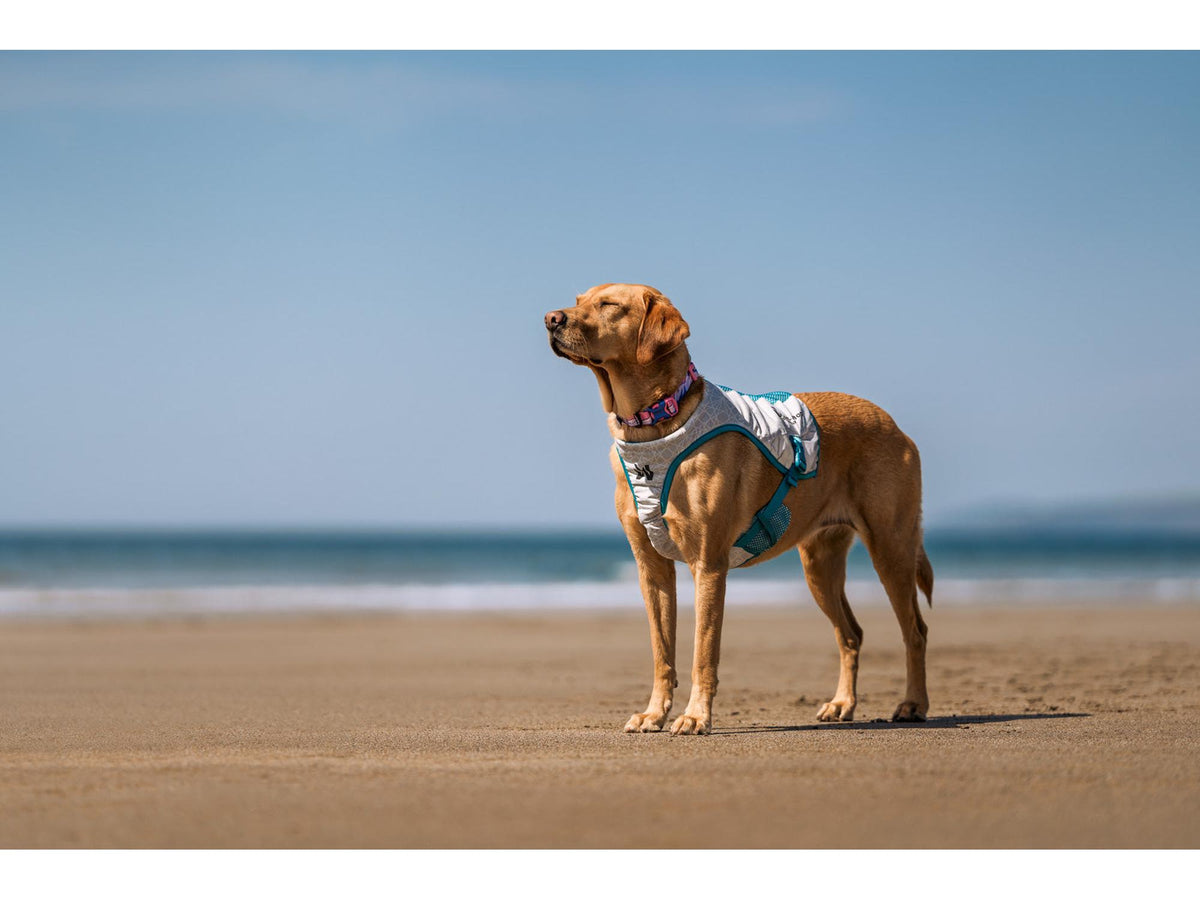 Non-stop dogwear Cooling vest kjølevest – Lysegrå/teal