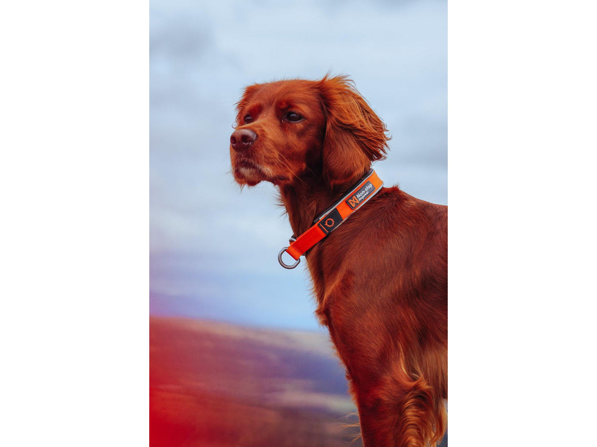 Non-stop dogwear Cruise collar halvstruphalsbånd – Svart – modellen vist i annen farge