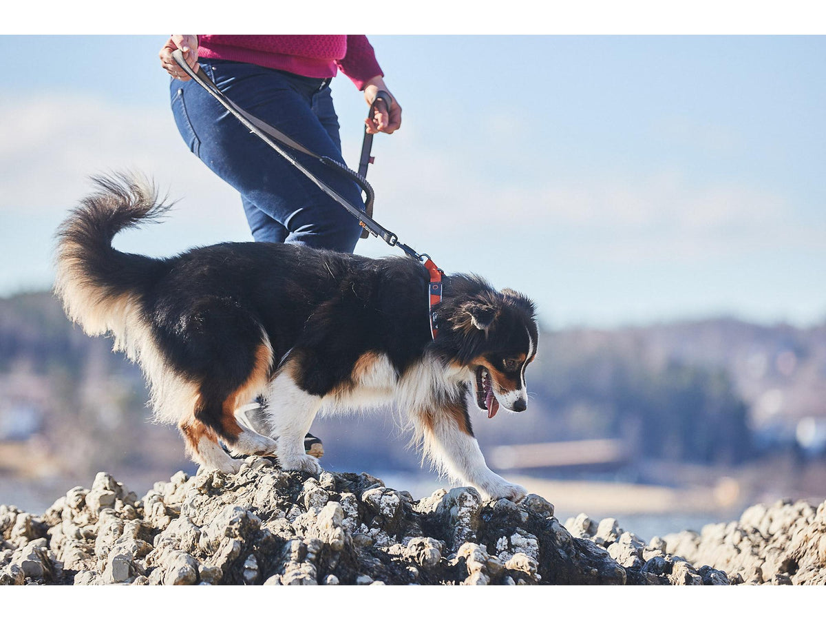 Non-stop dogwear Cruise collar halvstruphalsbånd – Oransje
