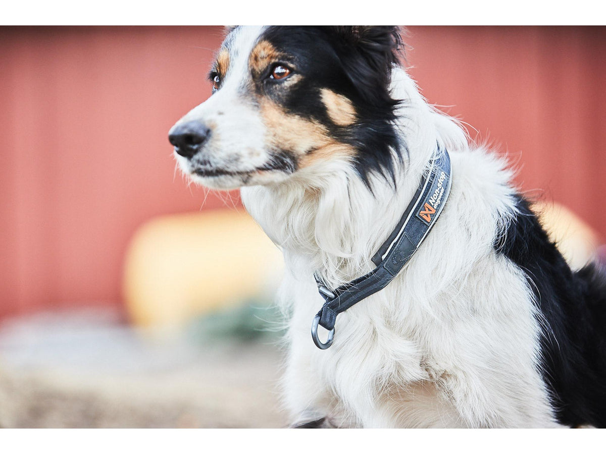 Non-stop dogwear Cruise collar halvstruphalsbånd – Oransje – modellen vist i annen farge