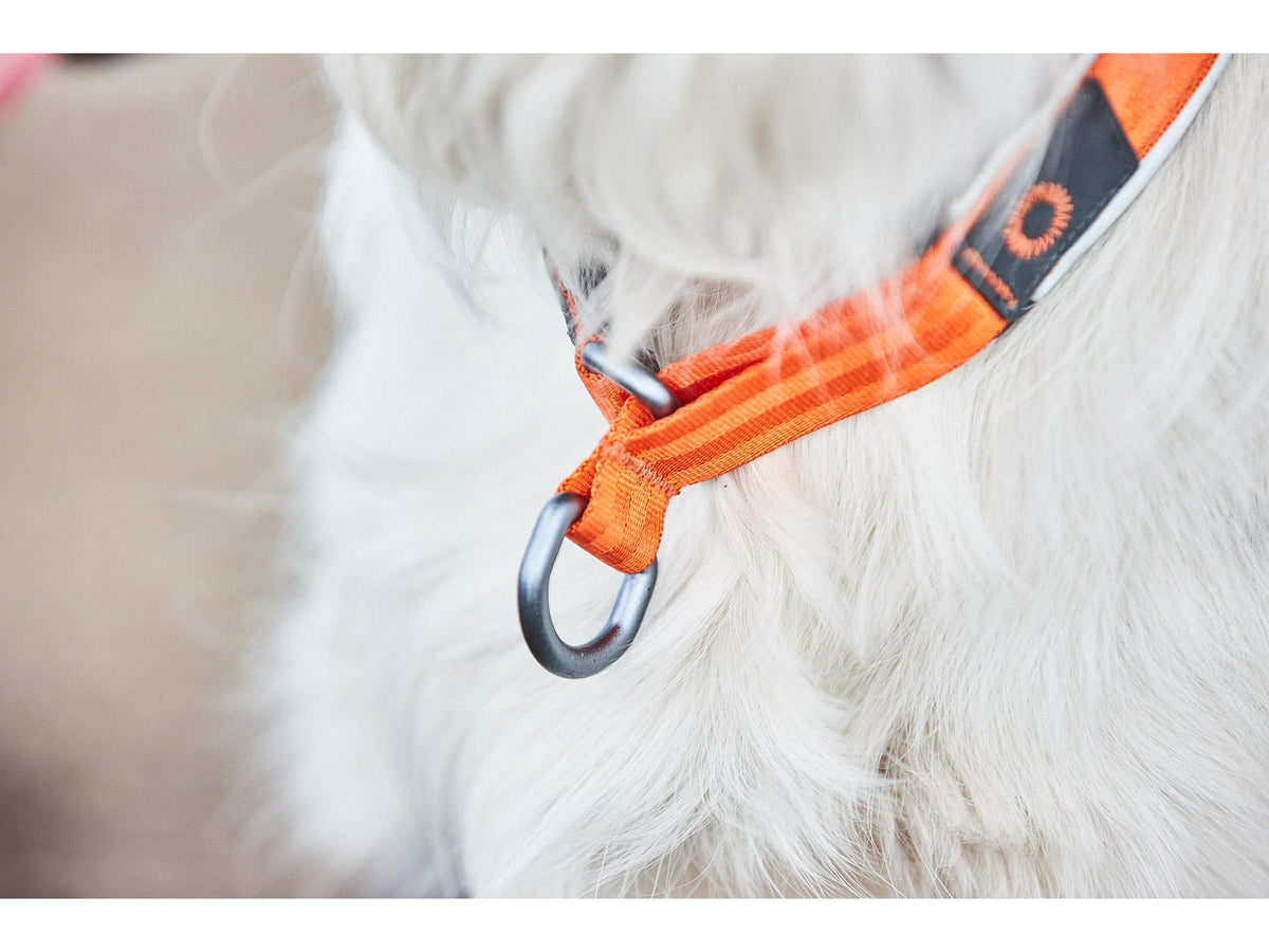Non-stop dogwear Cruise collar halvstruphalsbånd – Svart – modellen vist i annen farge