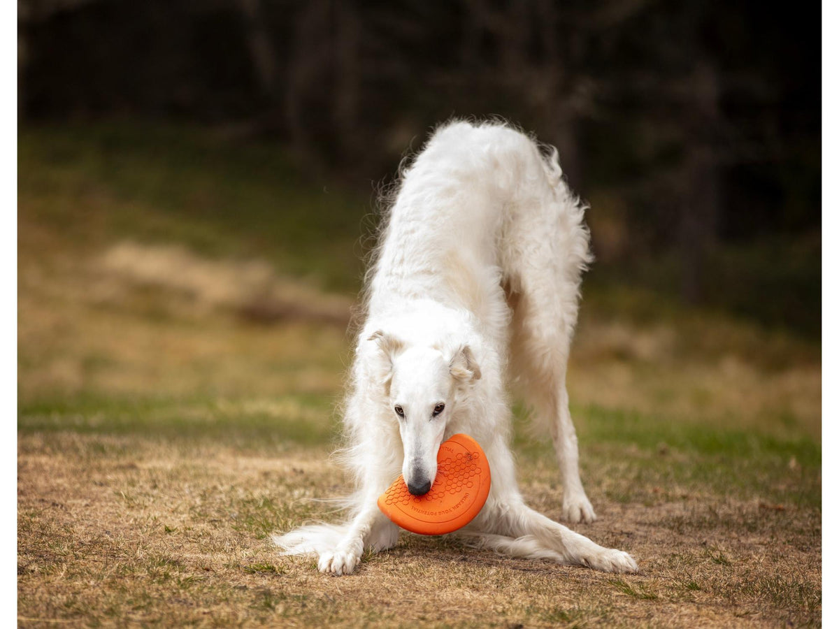Non-stop dogwear Dog flying disc frisbee – Oransje/svart