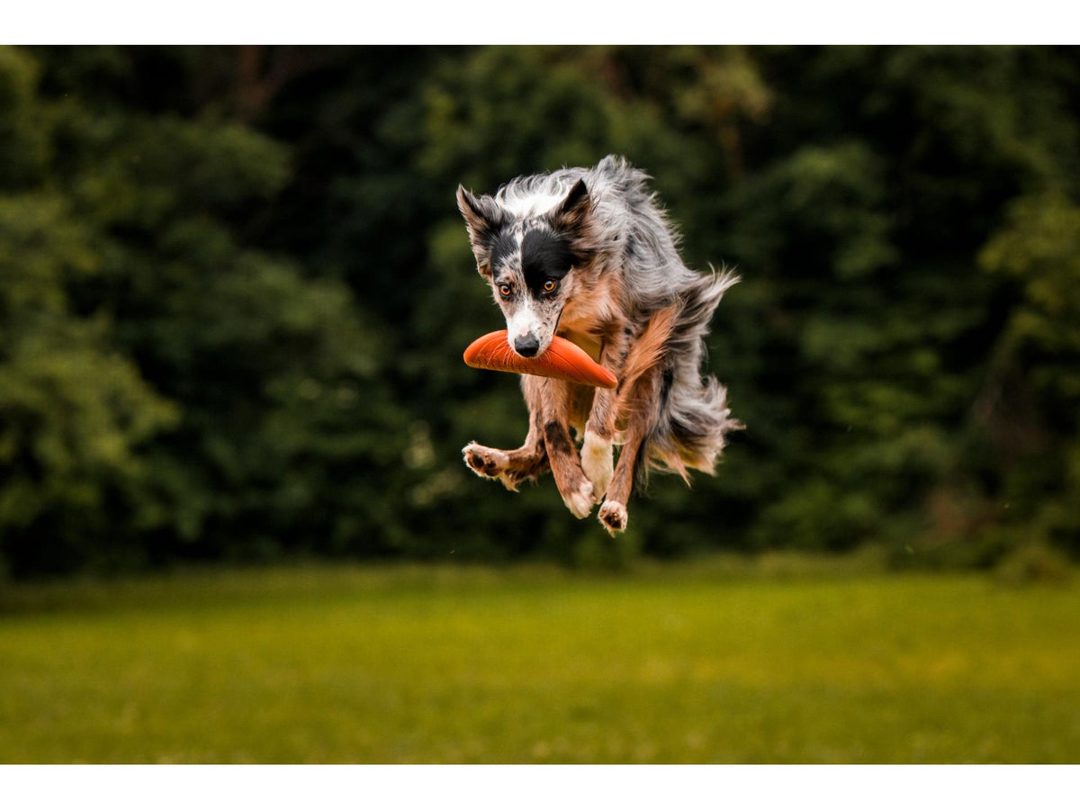Non-stop dogwear Dog flying disc frisbee – Oransje/svart