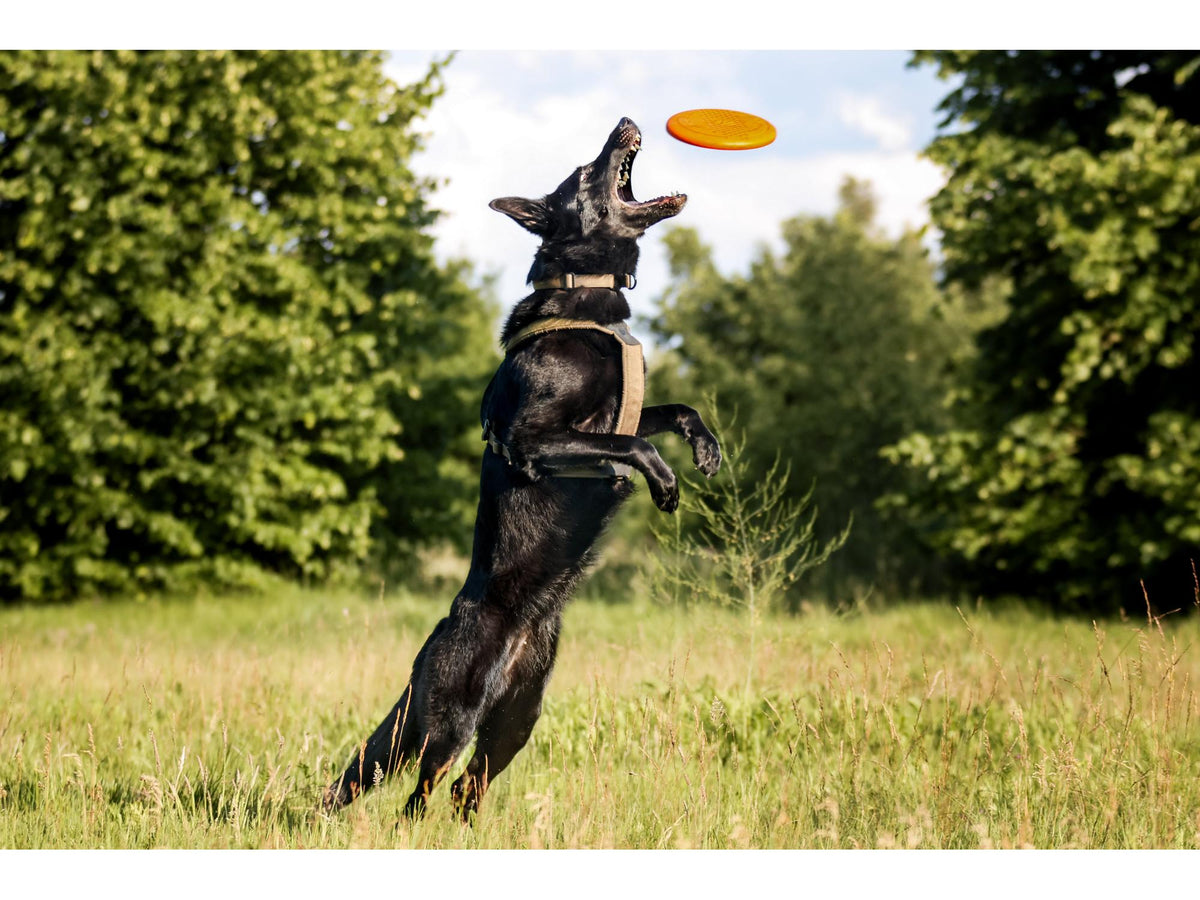 Non-stop dogwear Dog flying disc frisbee – Oransje/svart