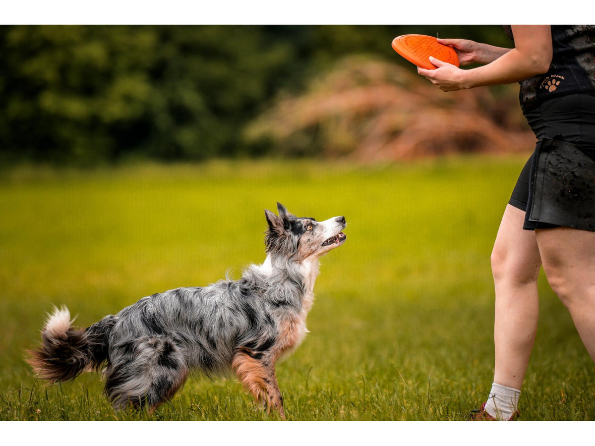 Non-stop dogwear Dog flying disc frisbee – Oransje/svart
