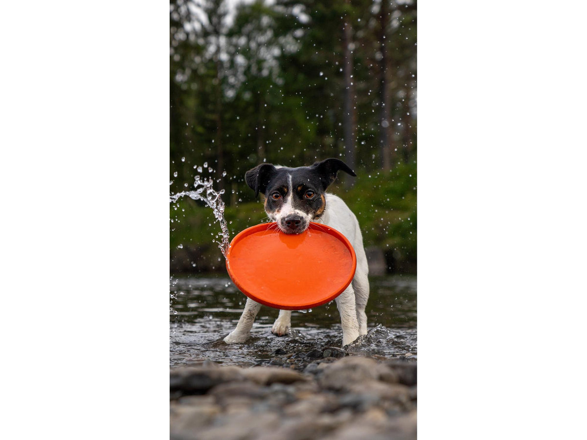 Non-stop dogwear Dog flying disc frisbee – Oransje/svart