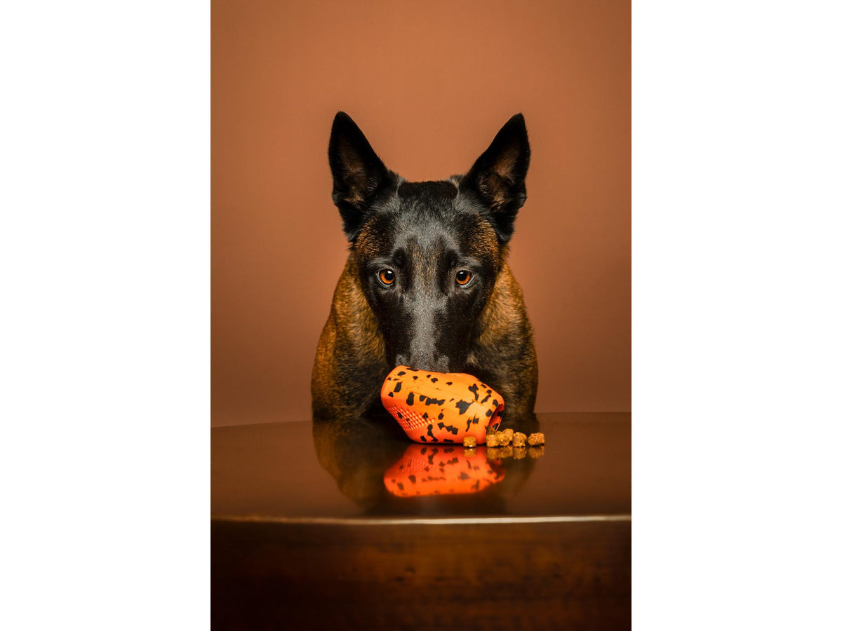 Non-stop dogwear Dog throw toy kasteleke – Oransje/svart