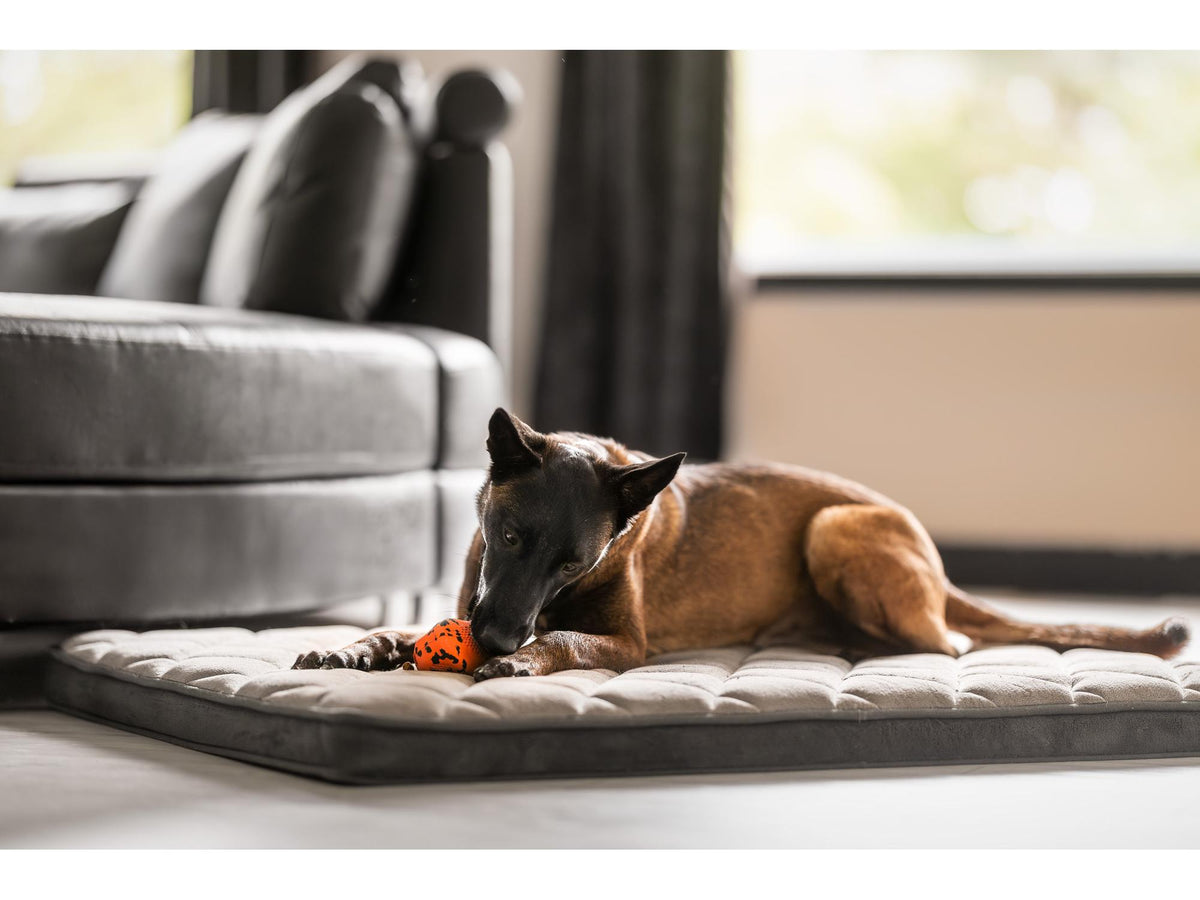 Non-stop dogwear Dog throw toy kasteleke – Oransje/svart