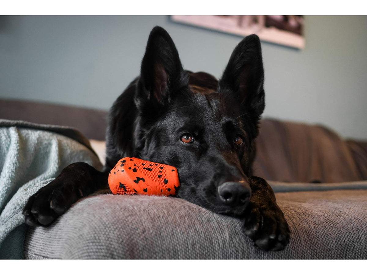 Non-stop dogwear Dog throw toy kasteleke – Oransje/svart