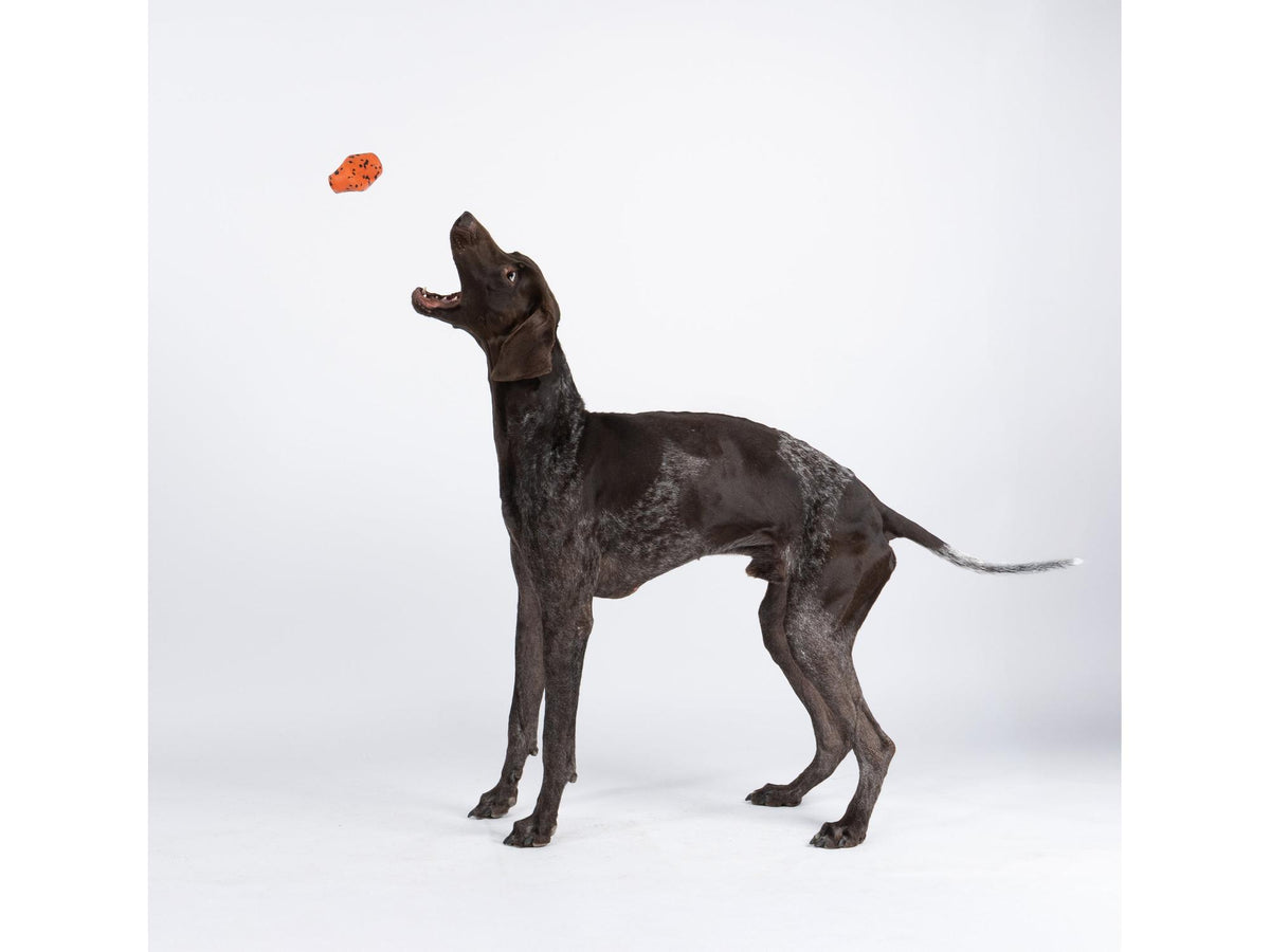Non-stop dogwear Dog throw toy kasteleke – Oransje/svart