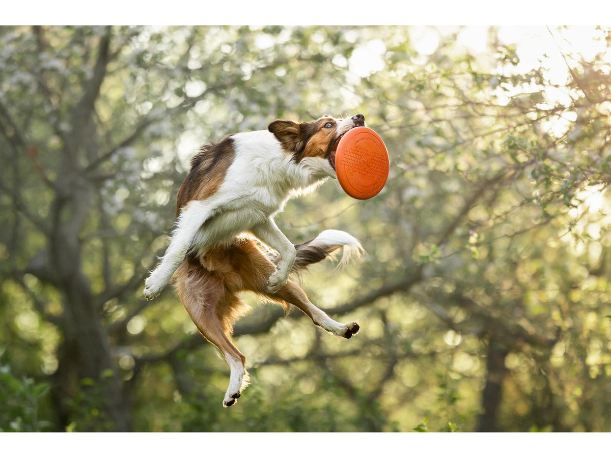 Non-stop dogwear Dog flying disc frisbee – Oransje/svart