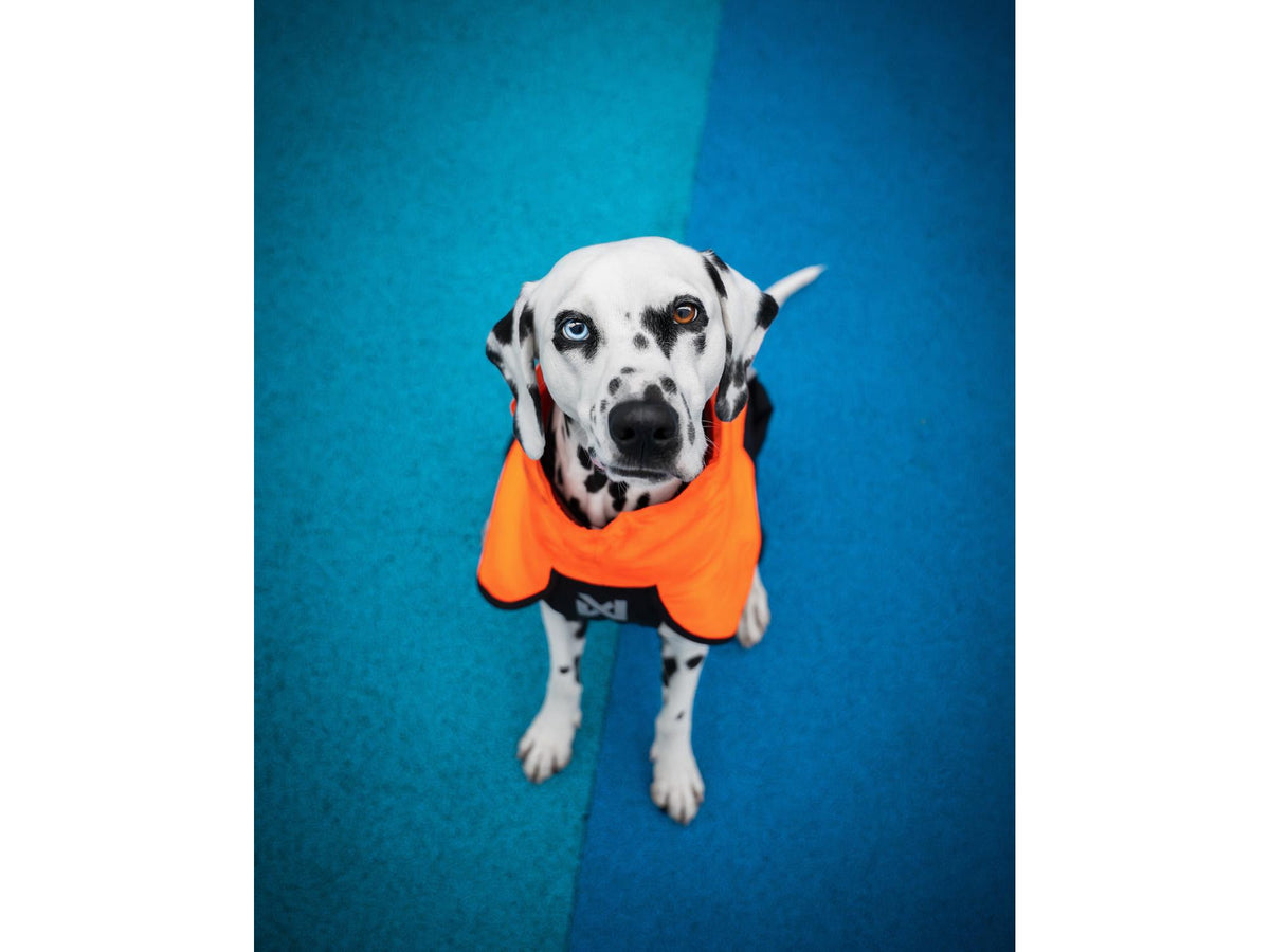 Non-stop dogwear Fjord raincoat 2.0 regndekke – Teal – modellen vist i annen farge