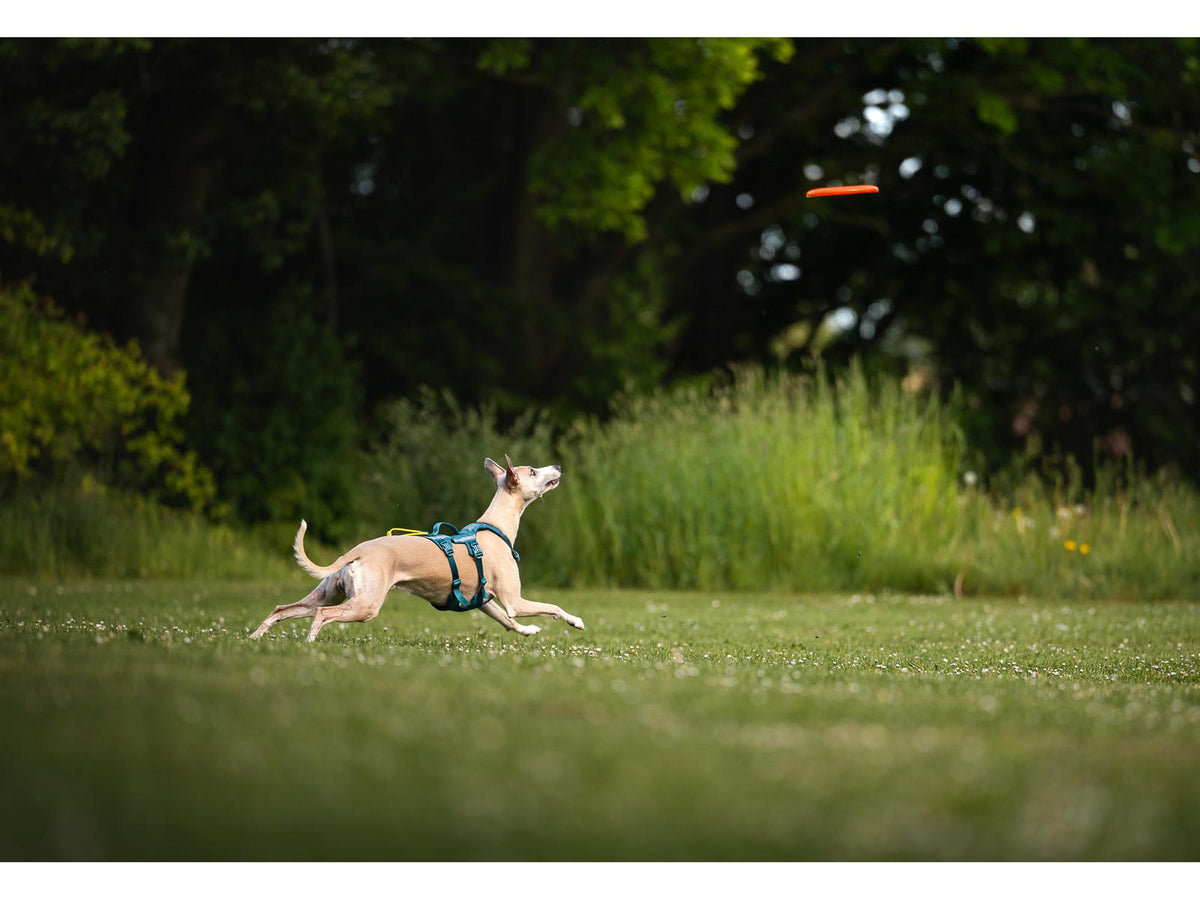 Non-stop dogwear Dog flying disc frisbee – Oransje/svart