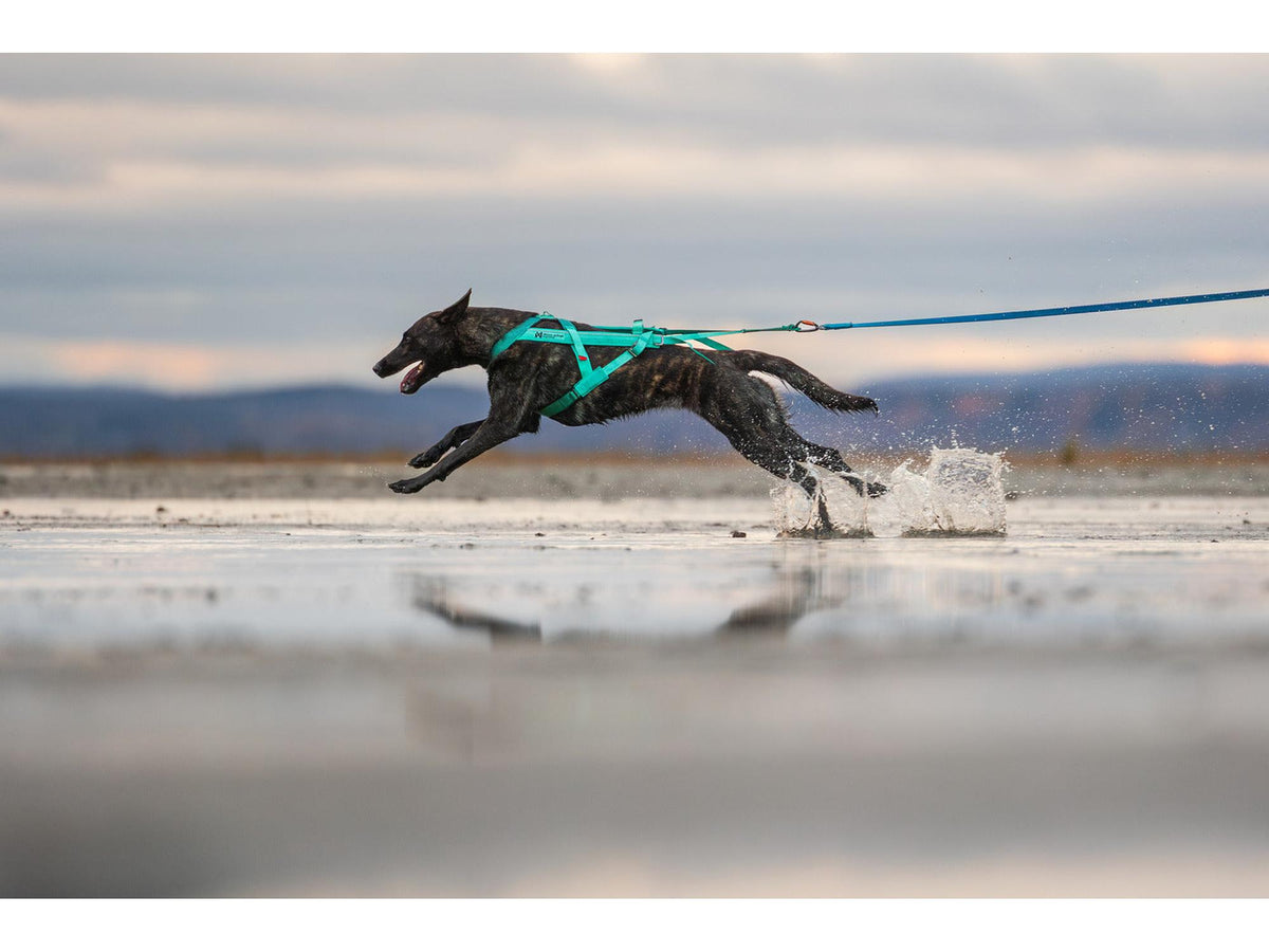 Non-stop dogwear Freemotion harness 5.0 trekksele – Aqua/rosa