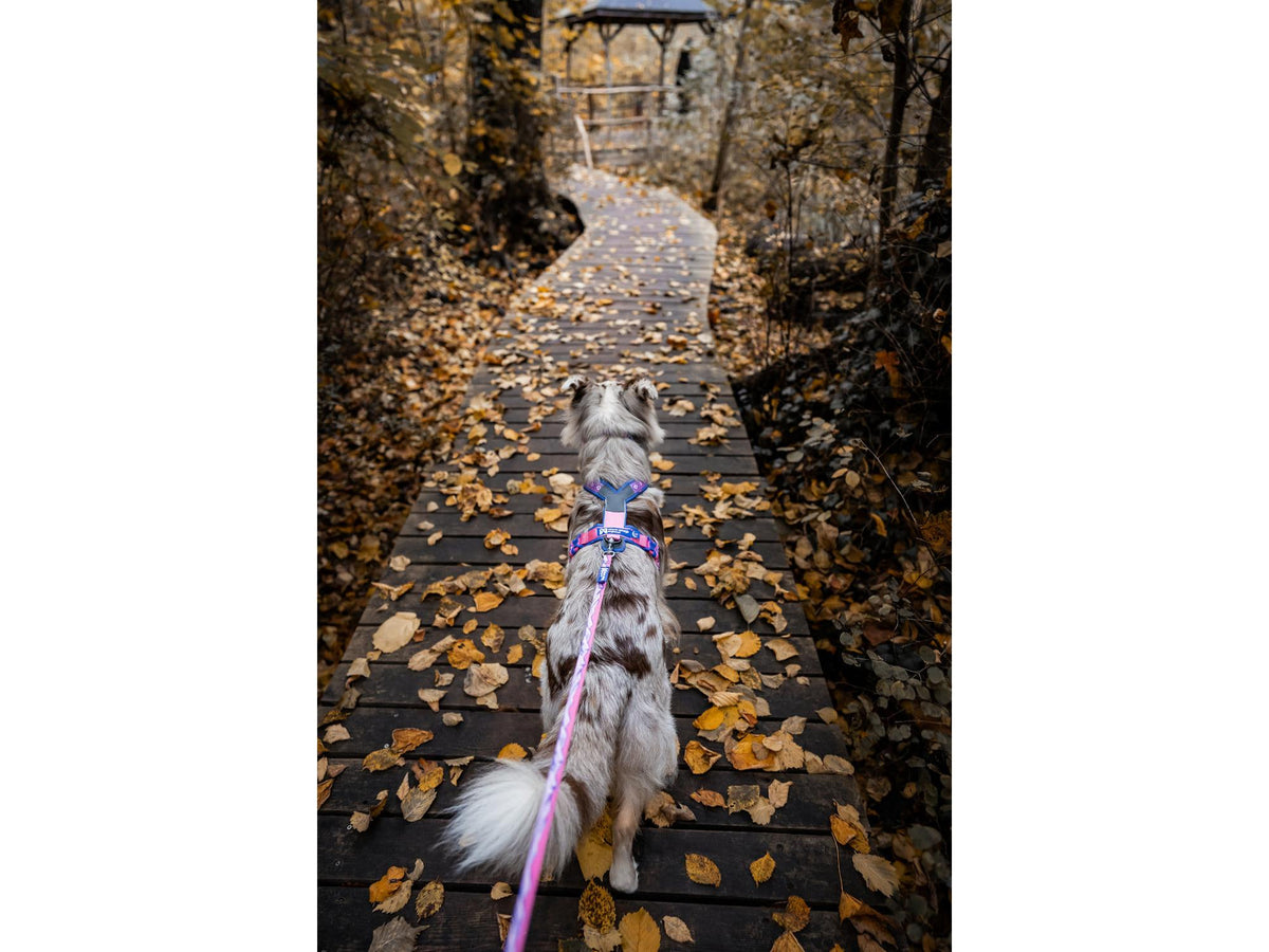 Non-stop dogwear Trail quest leash Rachel Pohl edition leiebånd – Teal/eik – modellen vist i annen farge