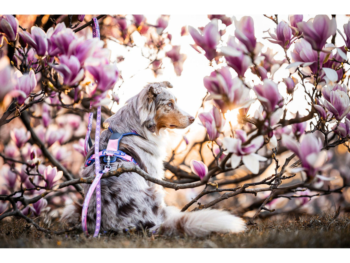 Non-stop dogwear Line harness 5.0 RP signature edition – Lilla/rosa