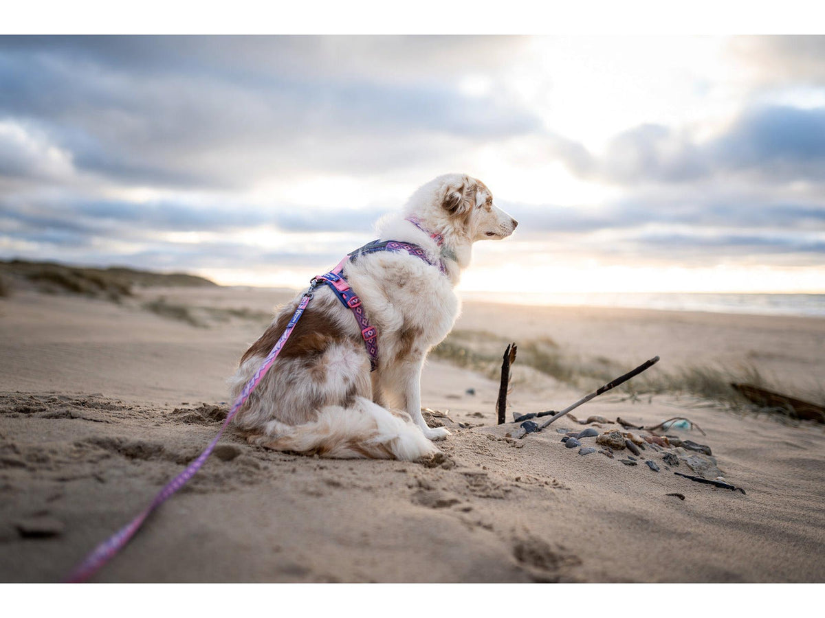 Non-stop dogwear Line harness 5.0 RP signature edition – Lilla/rosa