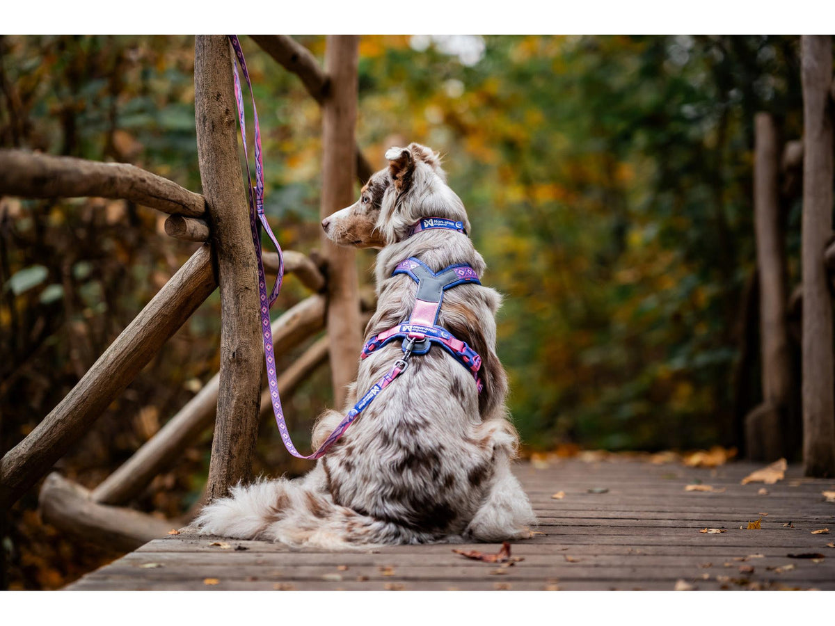 Non-stop dogwear Line harness 5.0 RP signature edition – Lilla/rosa