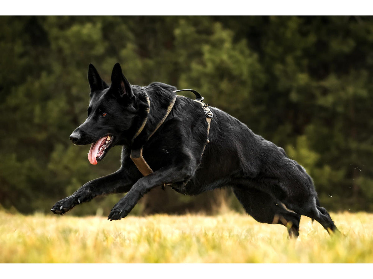 Non-stop dogwear Line harness grip WD hundesele – Oliven