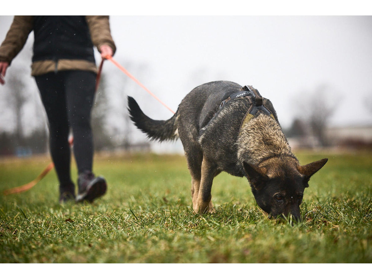 Non-stop dogwear Line harness grip WD hundesele – Oliven