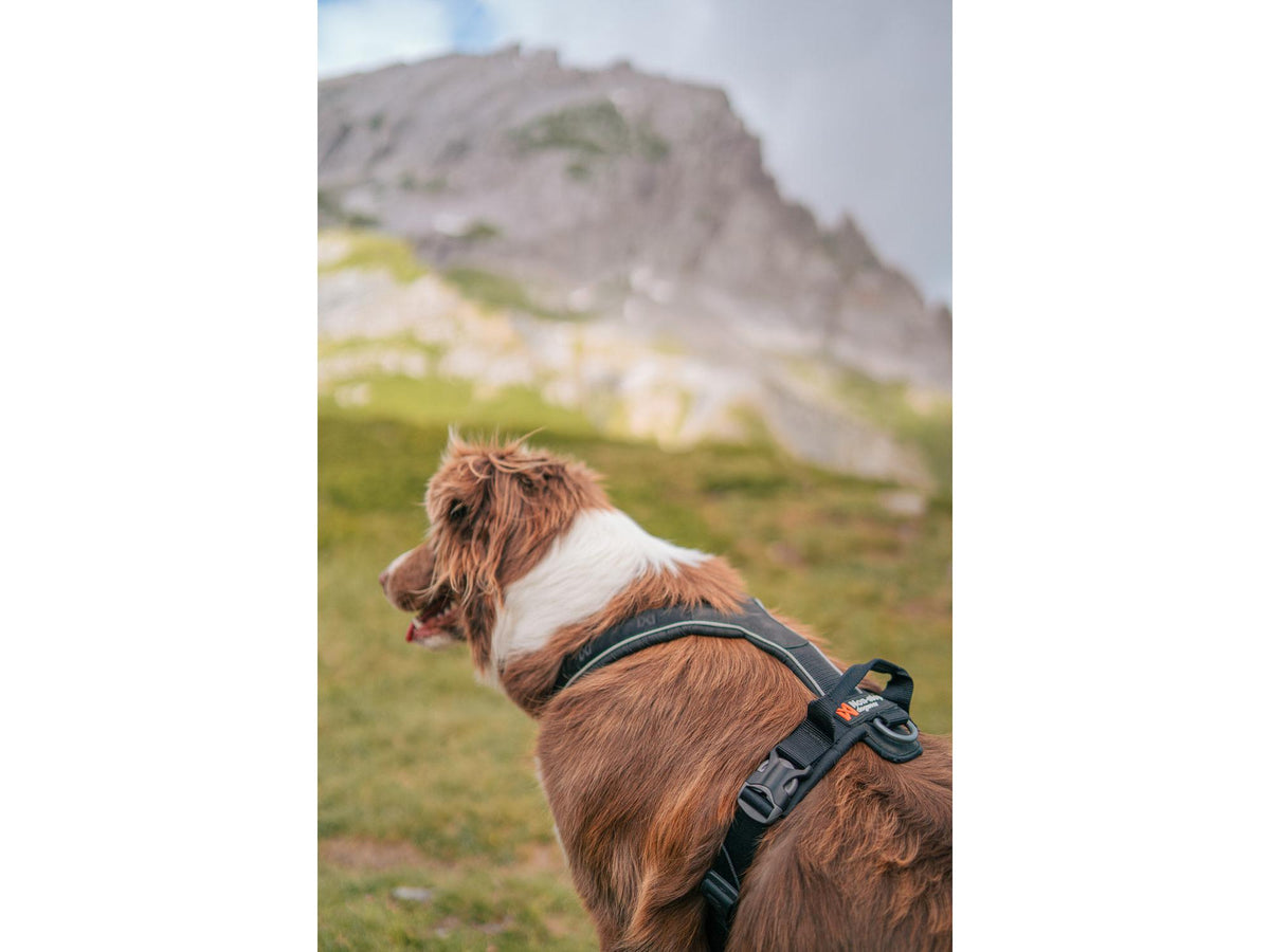 Non-stop dogwear Line harness grip hundesele – Svart