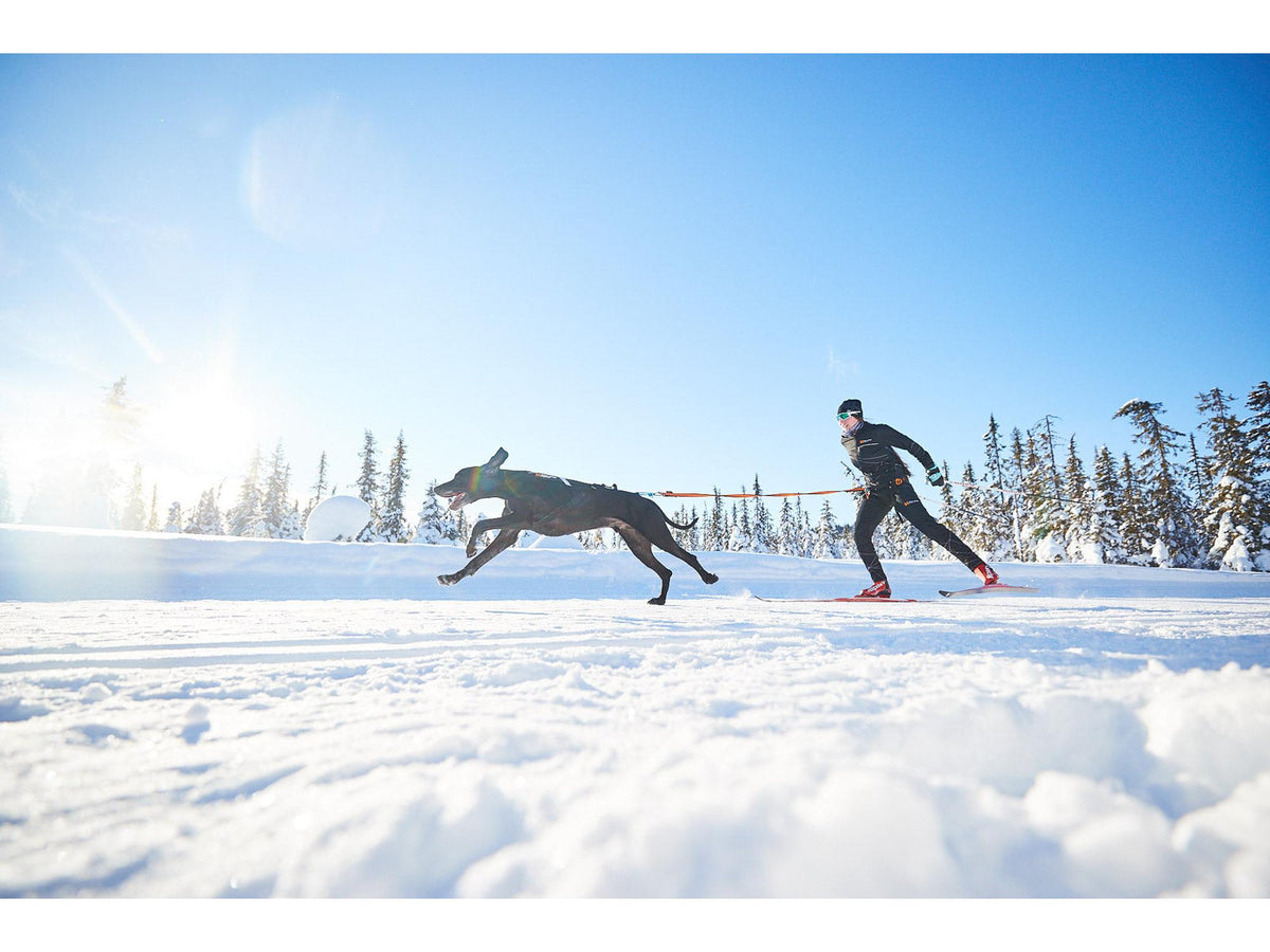 Non-stop dogwear Løype belt skibelte – Svart/oransje