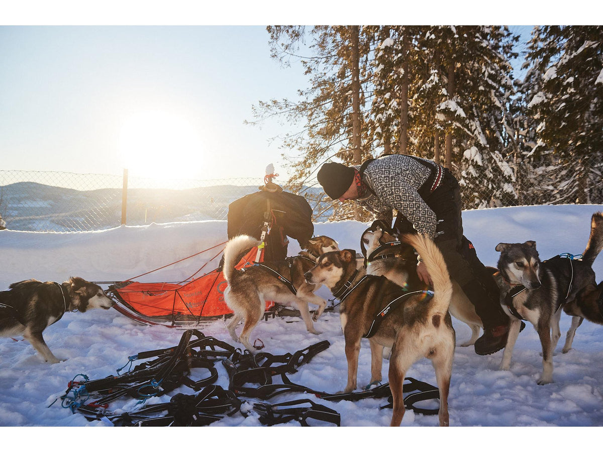 Non-stop dogwear Nansen nome harness 5.0 trekksele – Svart