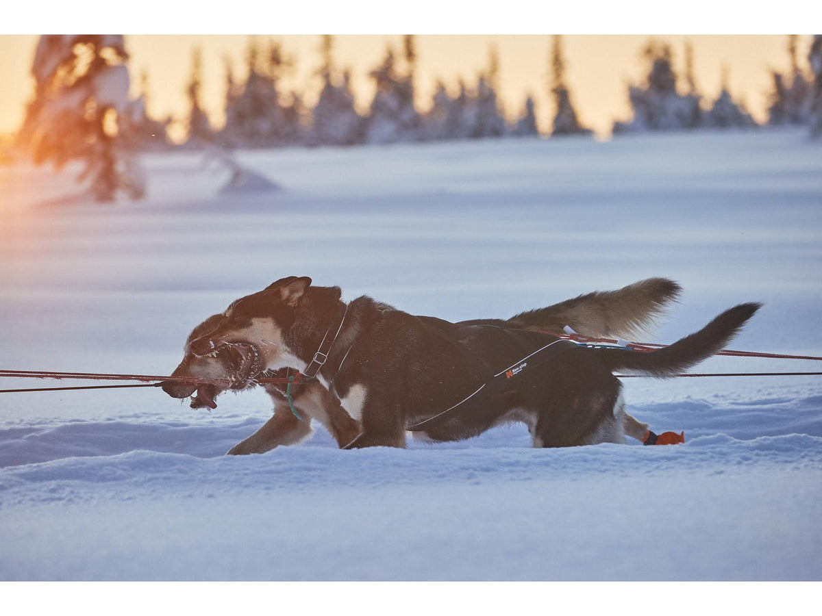 Non-stop dogwear Nansen nome harness 5.0 trekksele – Svart