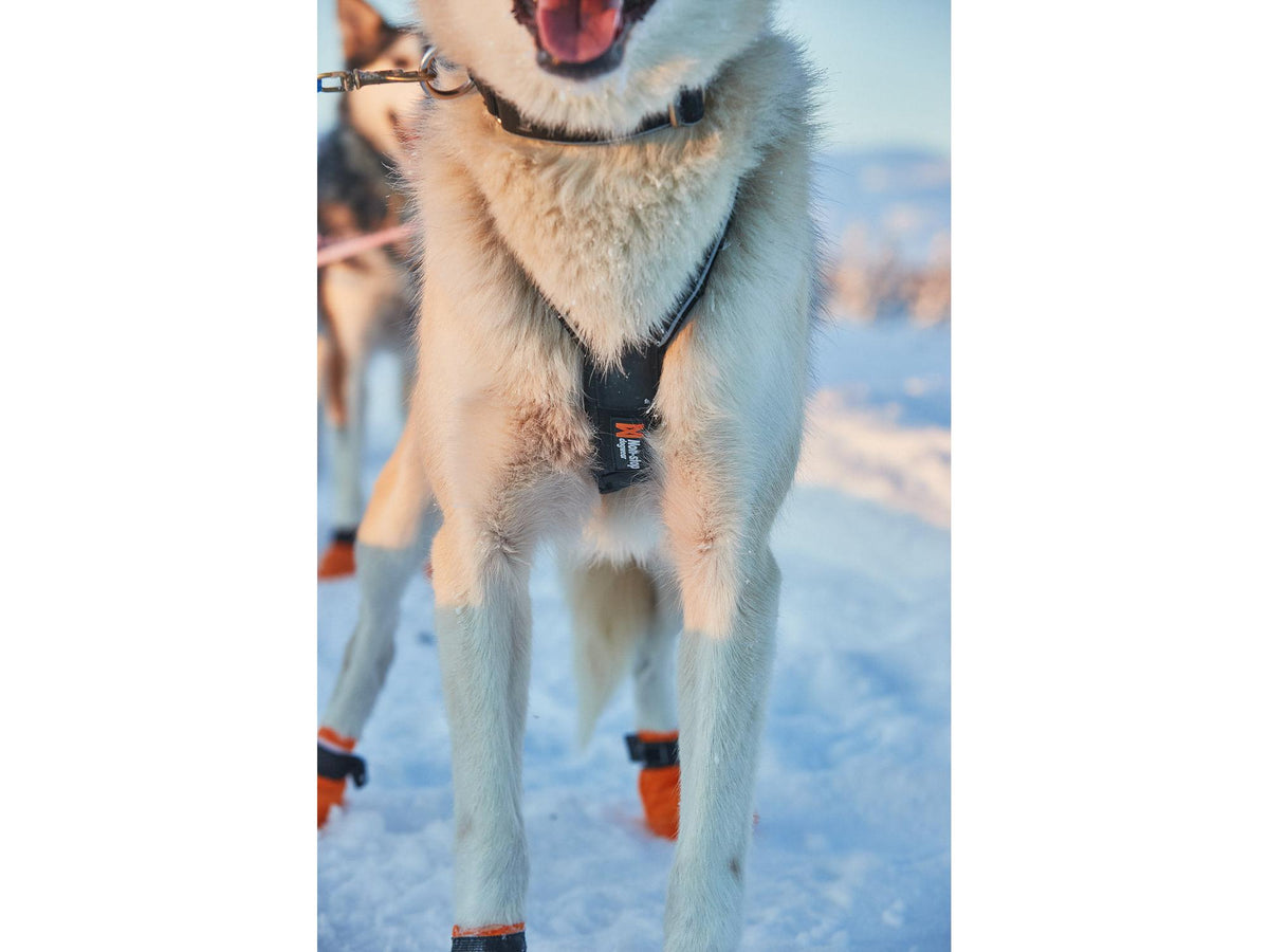 Non-stop dogwear Nansen nome harness 5.0 trekksele – Svart