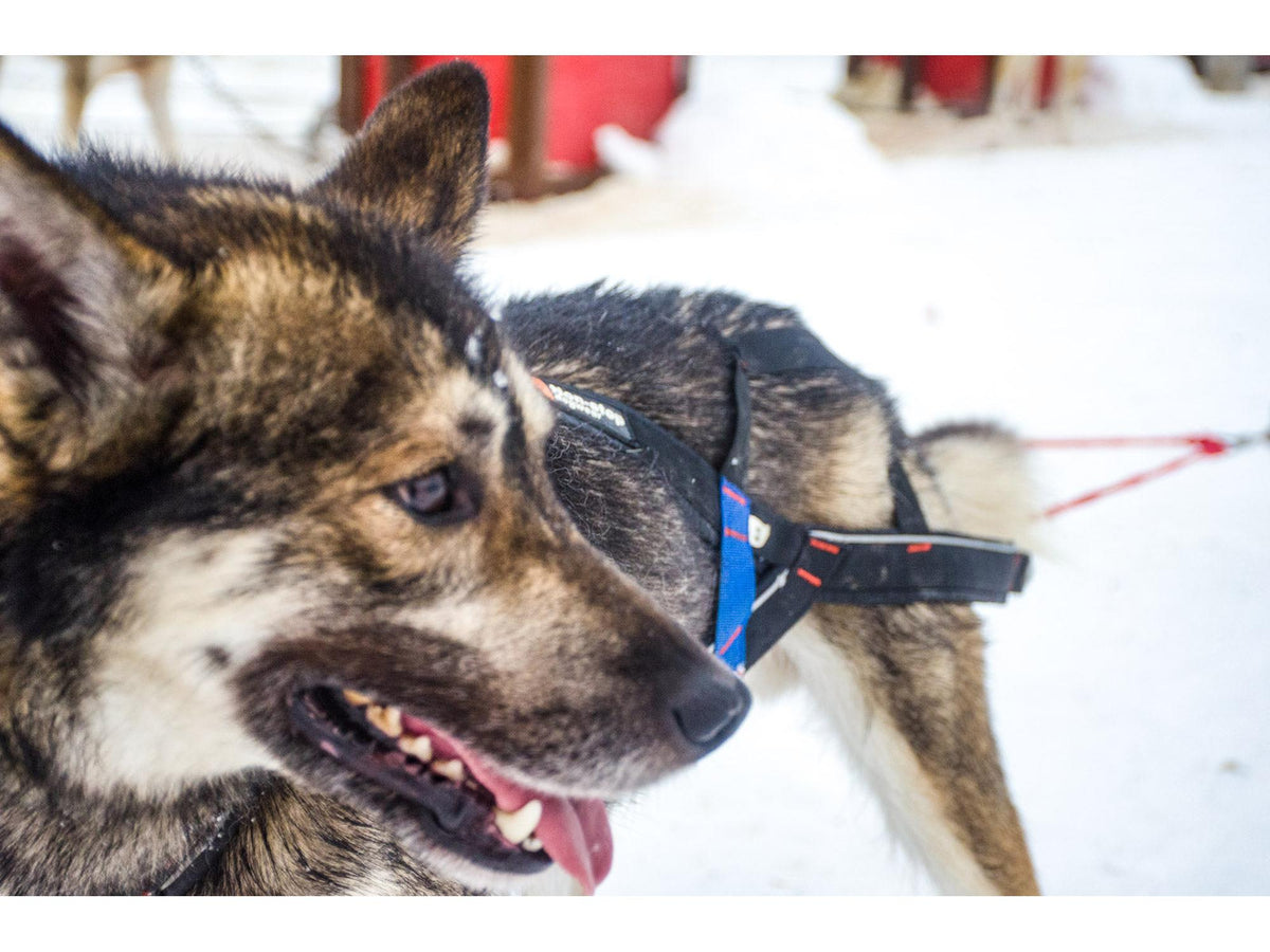 Non-stop dogwear Nansen stick harness trekksele – Svart