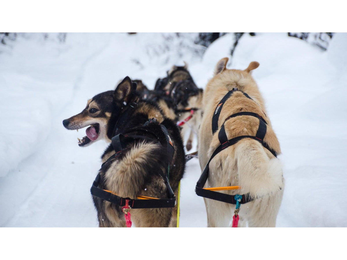 Non-stop dogwear Nansen stick harness trekksele – Svart