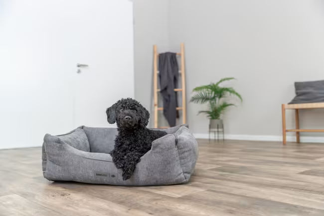 Trixie Vital Bed Lennox Ortopedisk Hundeseng