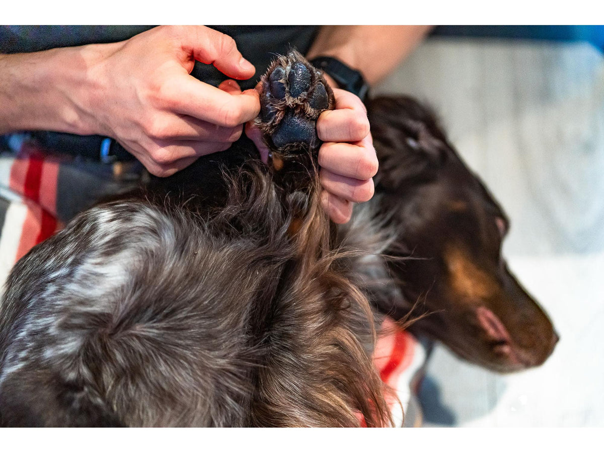 Non-stop dogwear Paw care potesalve