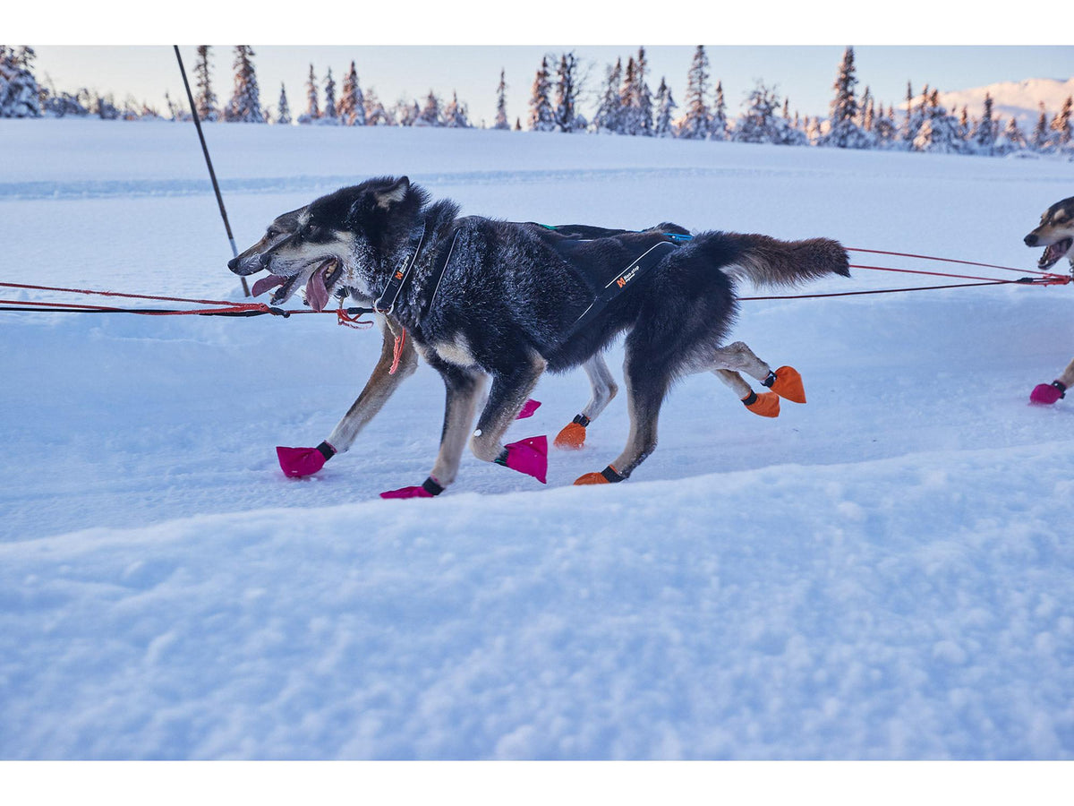 Non-stop dogwear Polar collar halsbånd – Svart