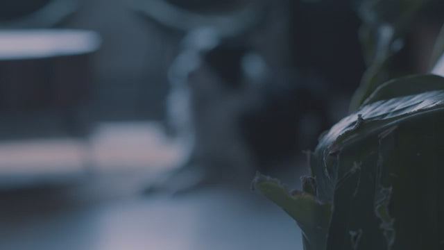 Last video: Dog Comets Star Chaser – Interaktiv Jakt- og Aktiviseringsleke for Hund