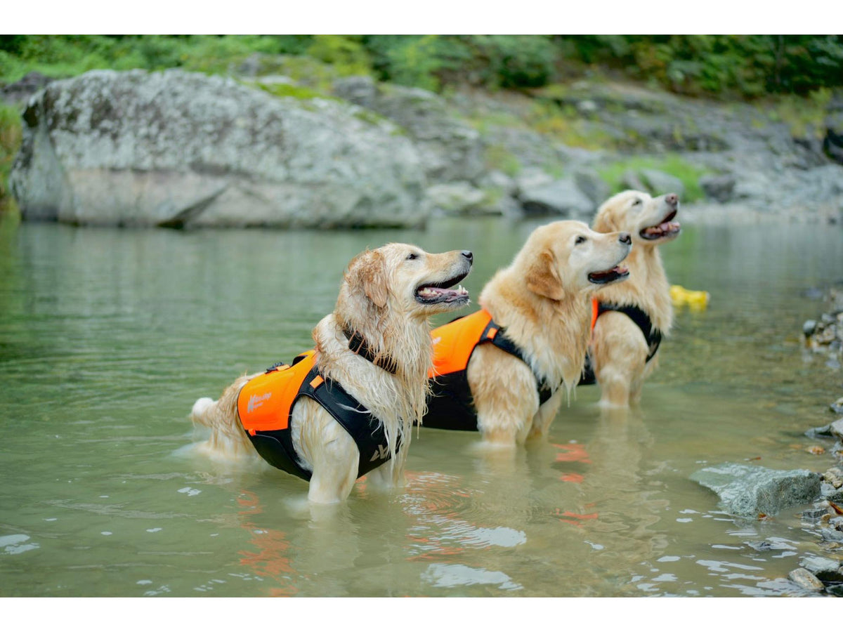 Non-stop dogwear Protector neoprene vest neoprenvest – Oransje