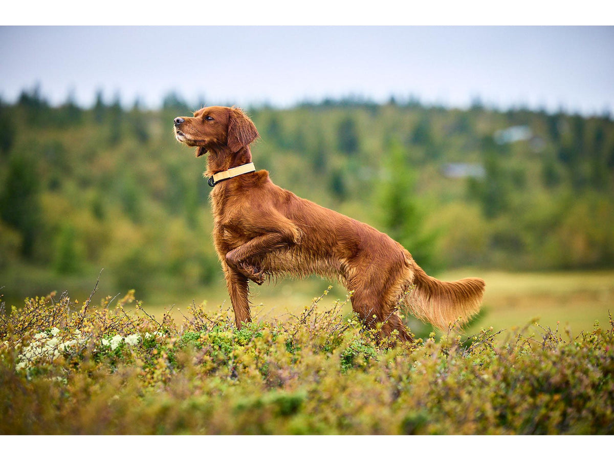 Non-stop dogwear Protector collar sikkerhetshalsbånd – Oransje