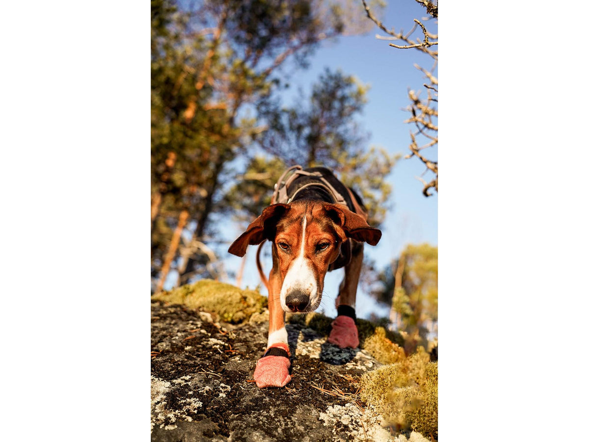 Non-stop dogwear Protector light socks potesokker – Oransje