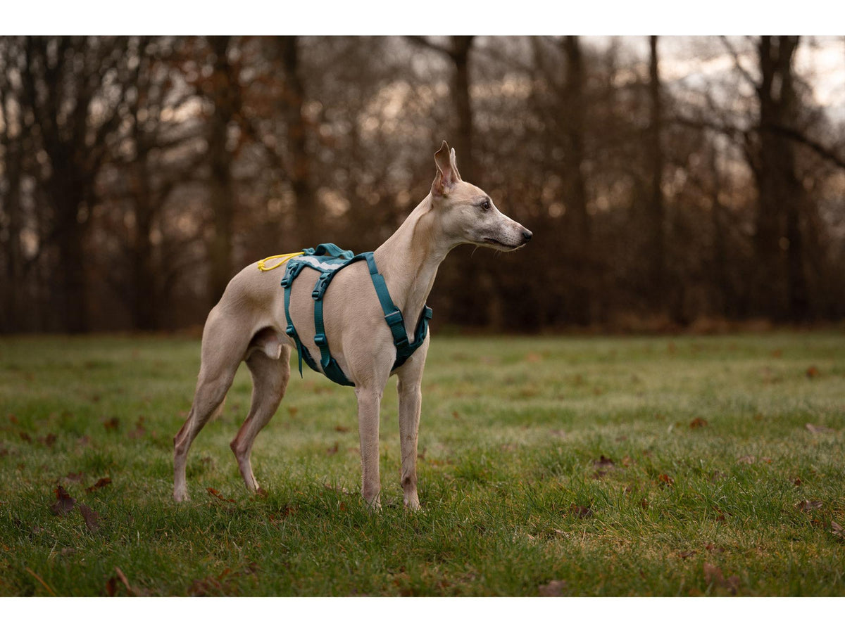 Non-stop dogwear Ramble harness long tursele – Teal