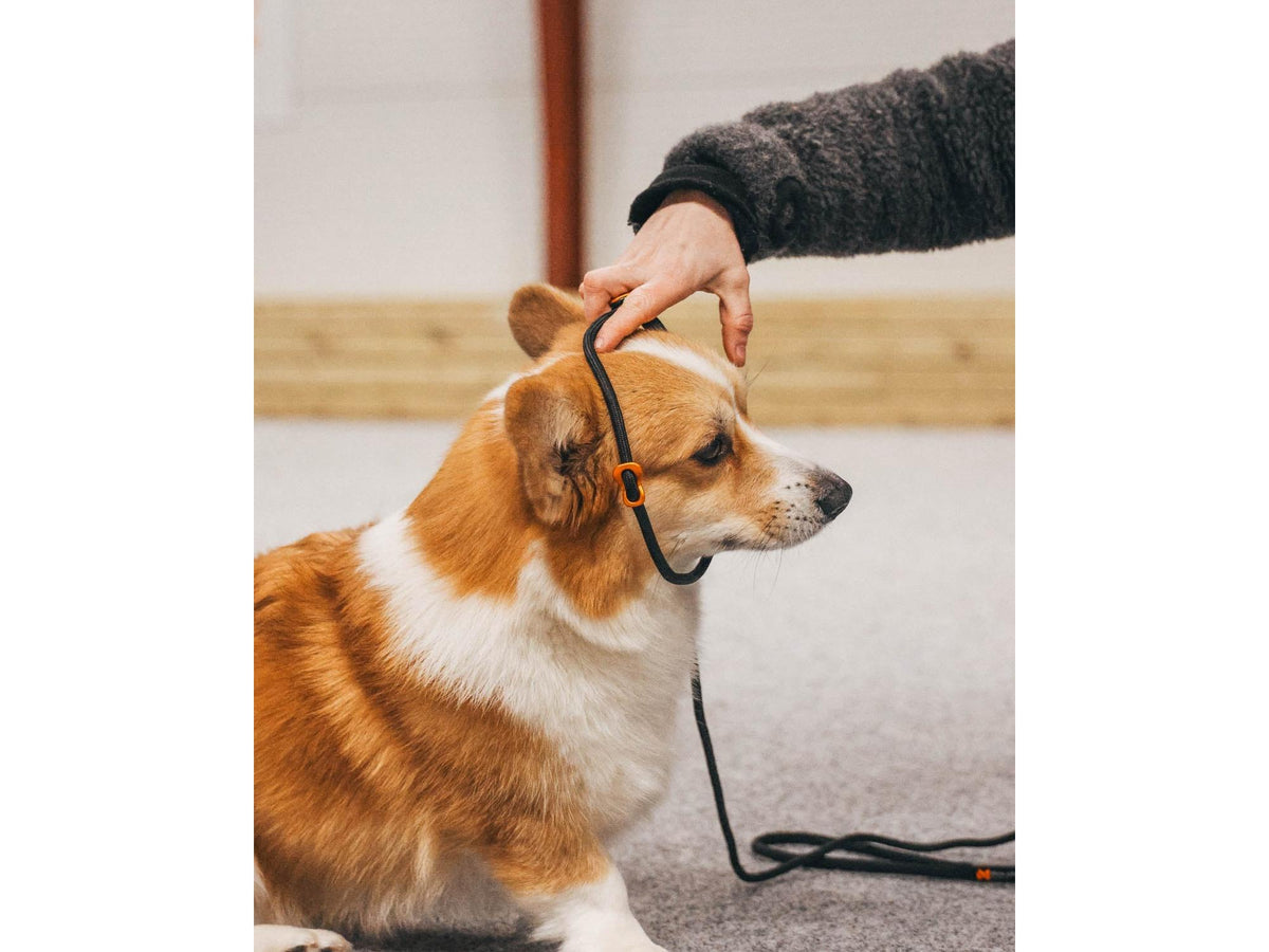 Non-stop dogwear Retriever leash retrieverbånd – Svart