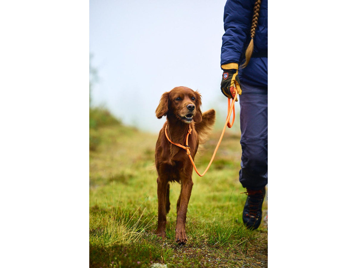 Non-stop dogwear Retriever leash retrieverbånd – Svart – modellen vist i annen farge