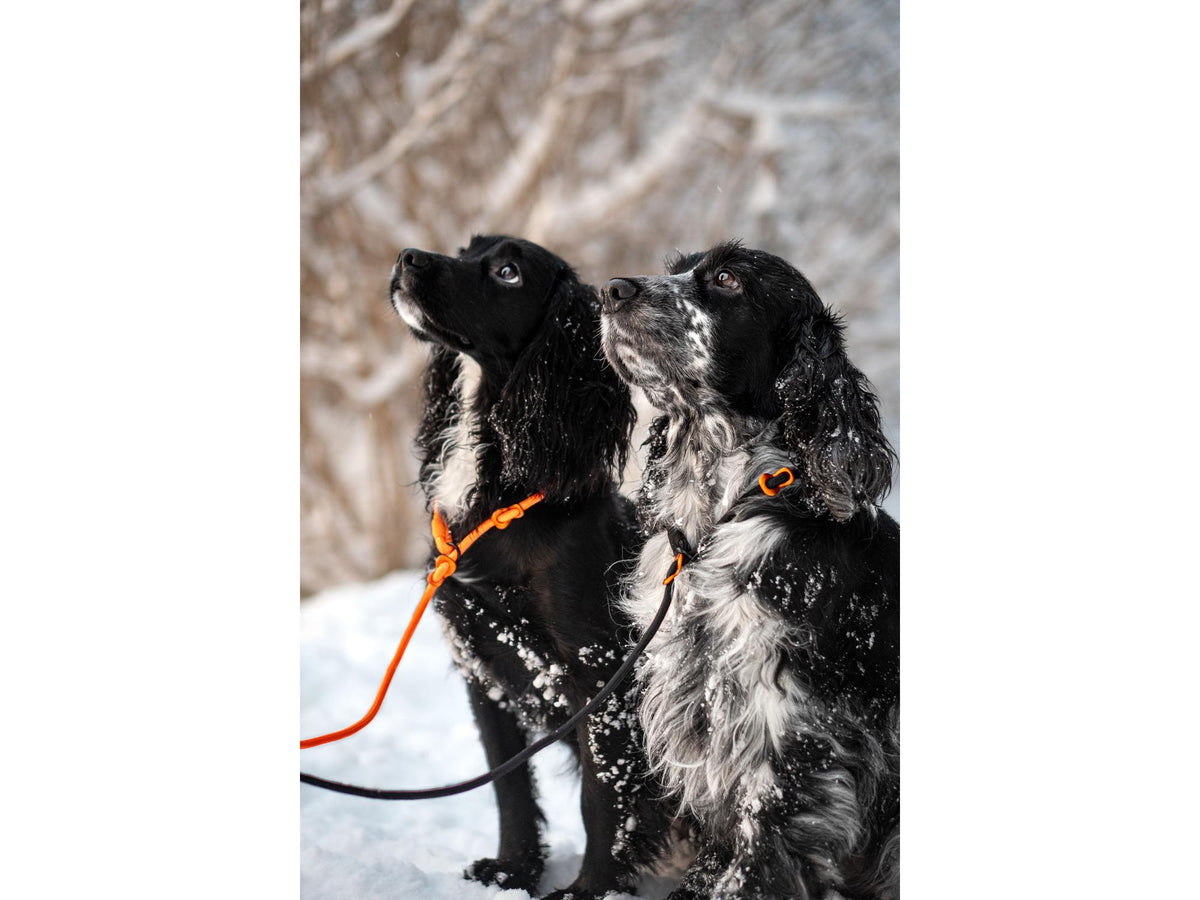 Non-stop dogwear Retriever leash retrieverbånd – Oransje
