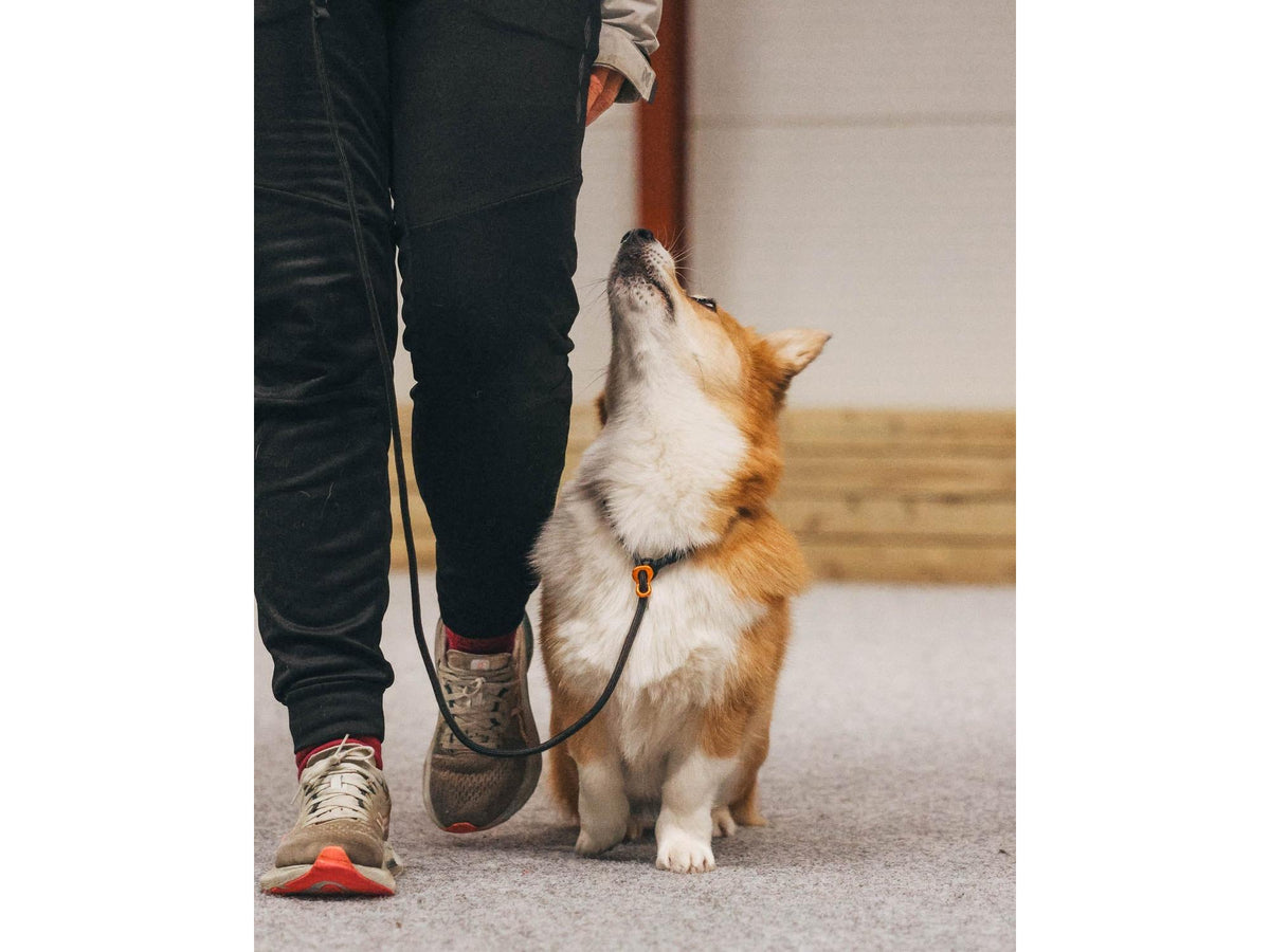 Non-stop dogwear Retriever leash retrieverbånd – Oransje