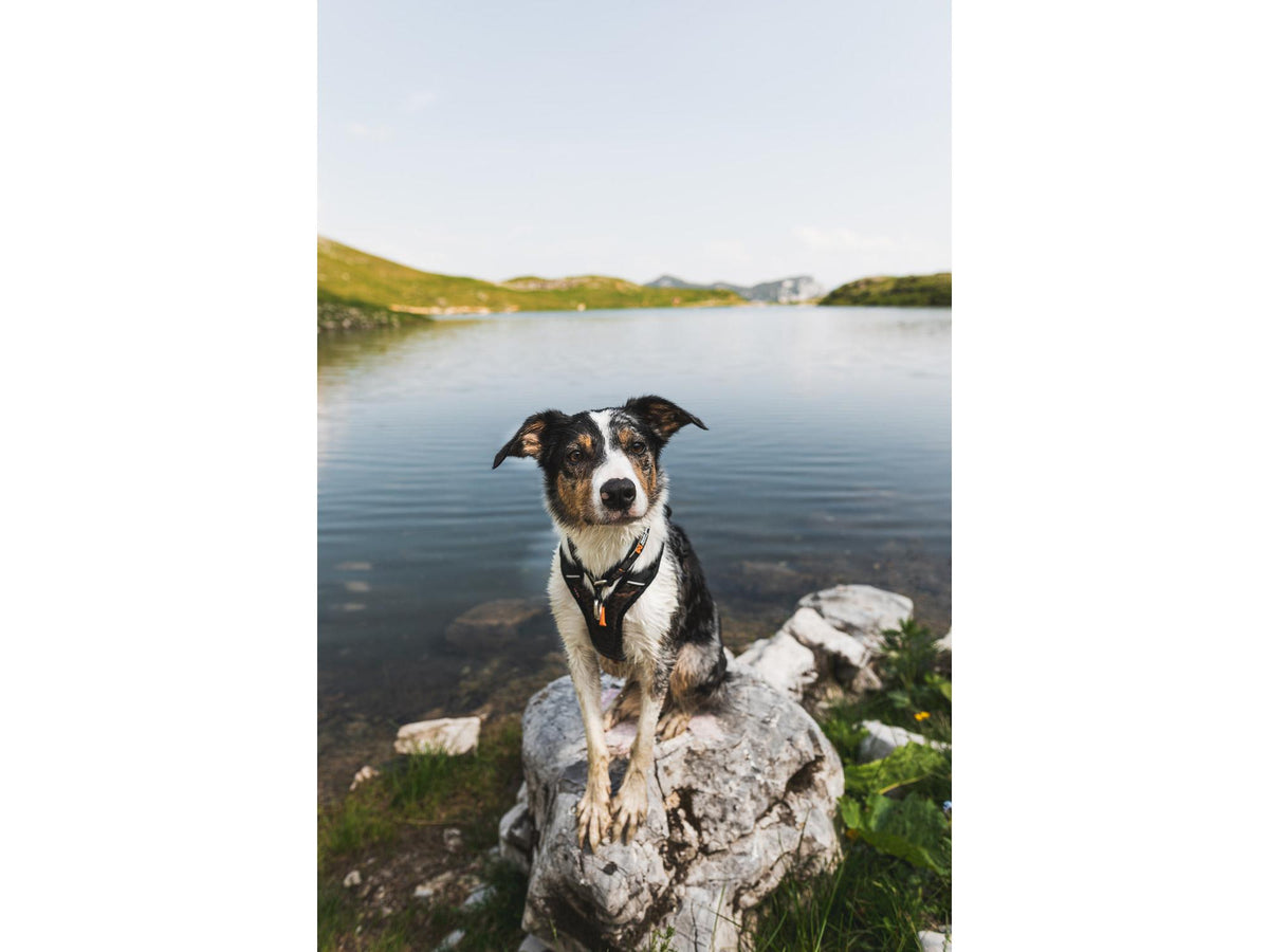 Non-stop dogwear Rock harness tursele – Svart/oransje