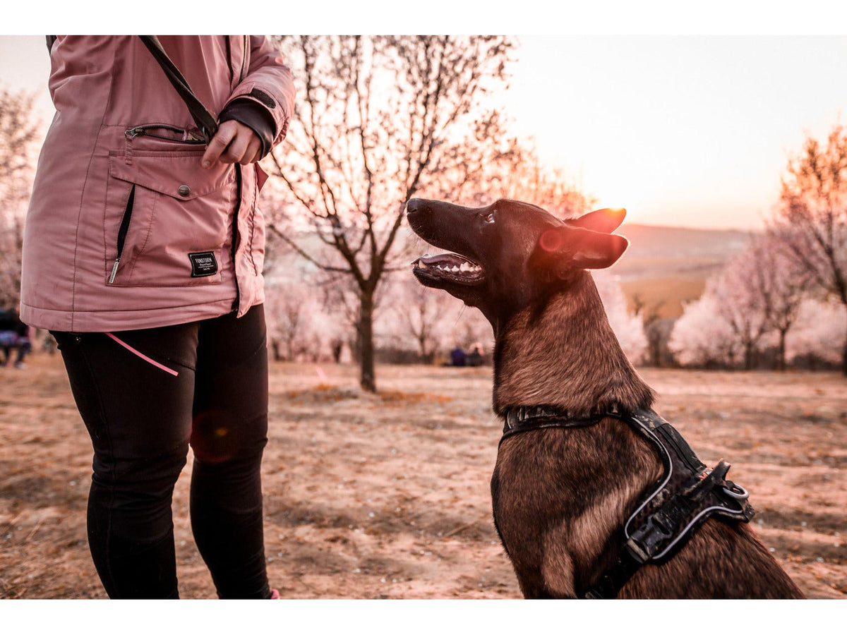 Non-stop dogwear Rock harness tursele – Svart/oransje