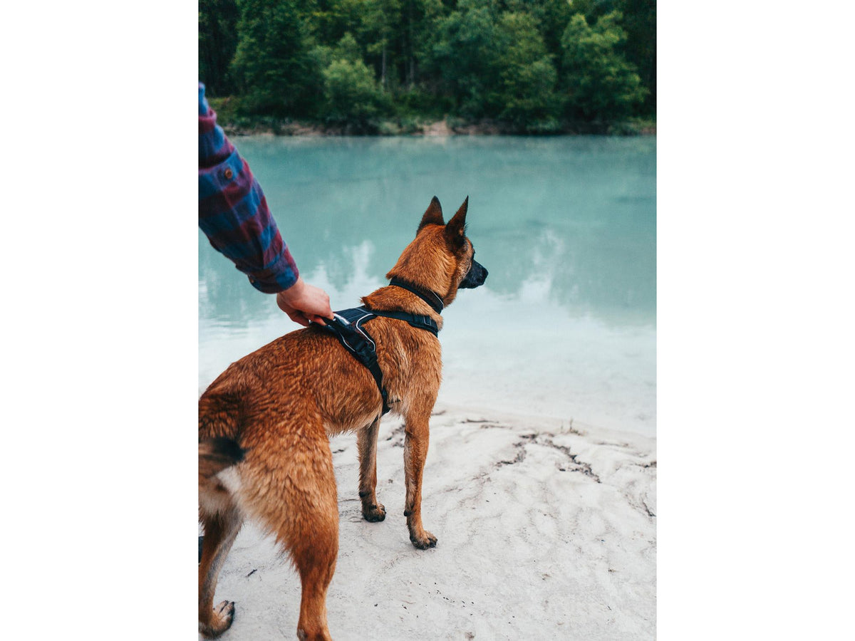 Non-stop dogwear Rock harness tursele – Svart/oransje