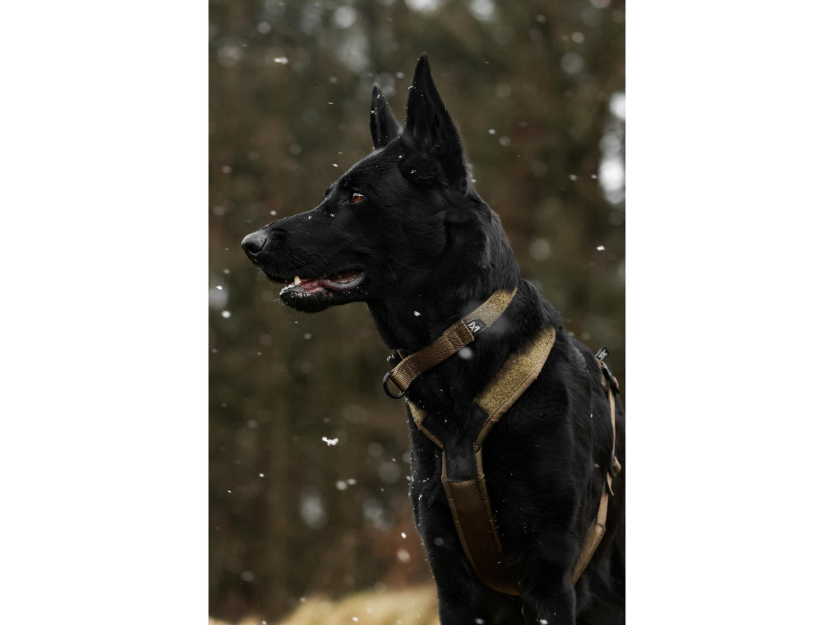 Non-stop dogwear Solid adjustable collar WD halvstruphalsbånd – Oliven